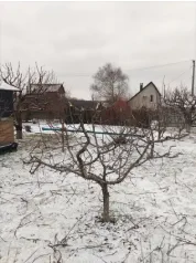 Формирование яблони (После)