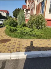 Формирование хвойного сада (До)