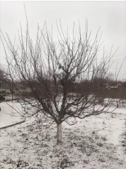 Формирование сливы (До)
