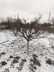 Формирование сливы (После)
