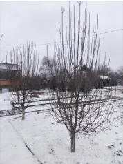 Формирование яблони (До)