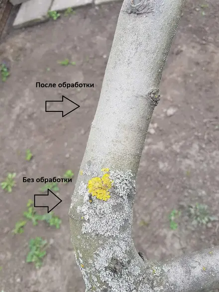 Обработка деревьев