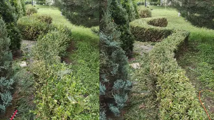 Стрижка и обработка самшита